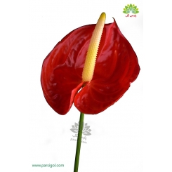 دسته گل آنتوریوم قرمز