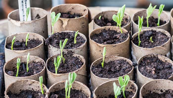 learn-how-to-plant-flower-seeds-at-home