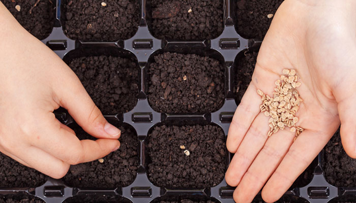 learn-how-to-plant-flower-seeds-at-home